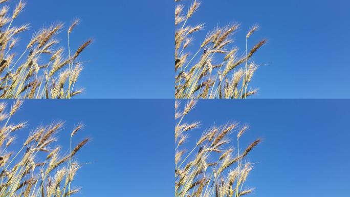被风吹的小麦作物种植