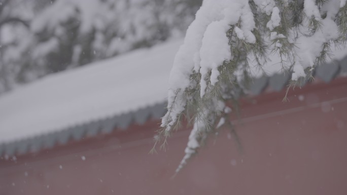 雪景红墙绿树