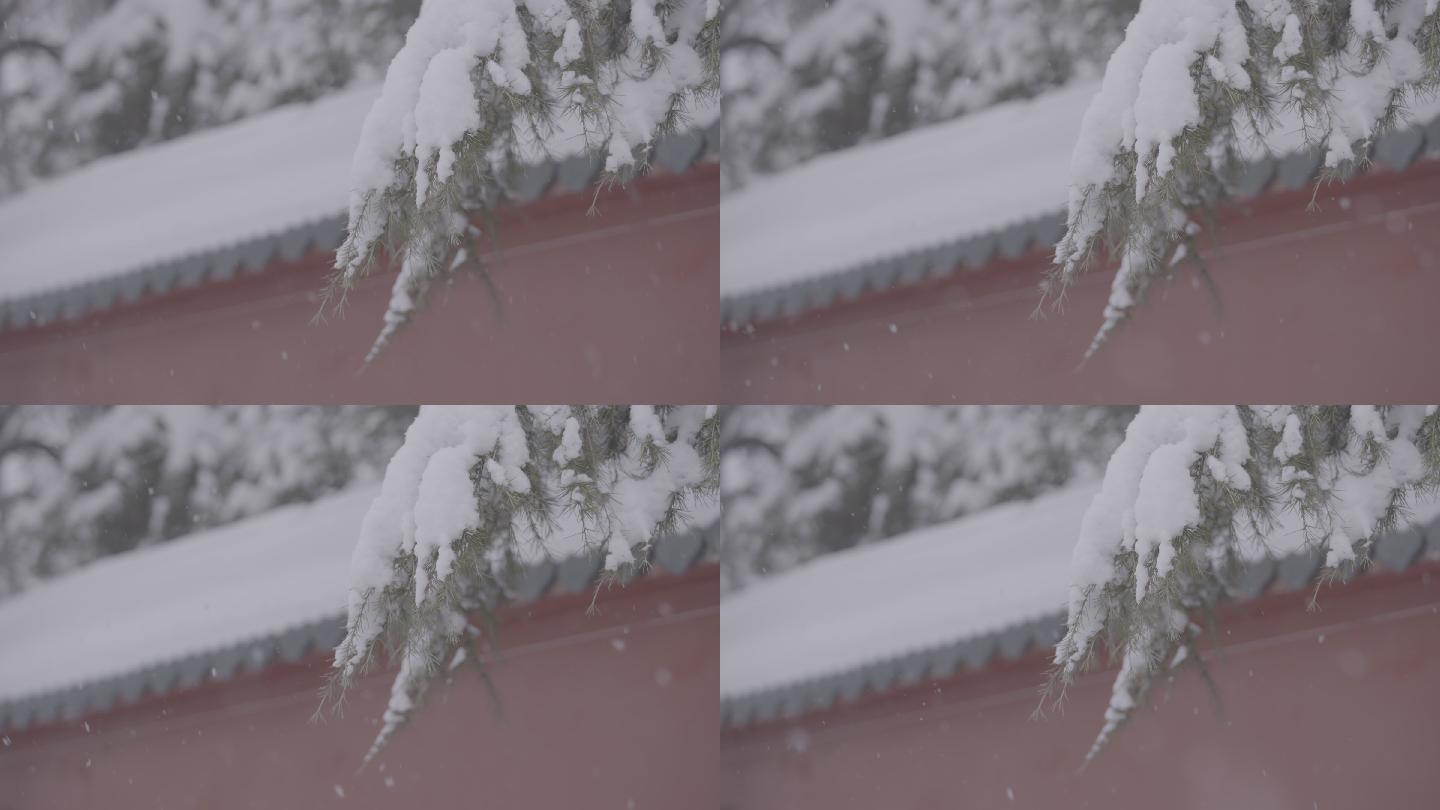 雪景红墙绿树