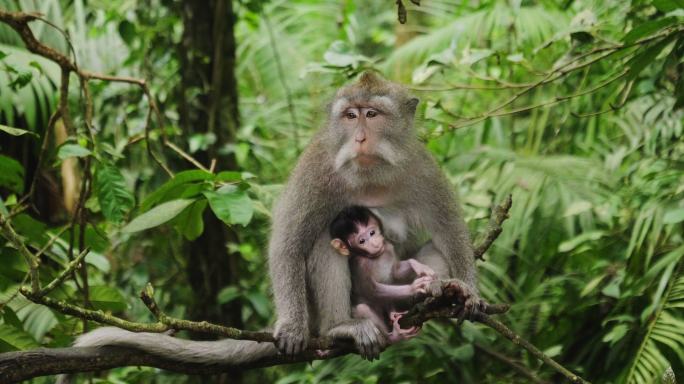 猕猴抱着幼崽坐在树枝上