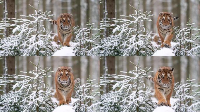 老虎在冬季野生的雪树树干上。