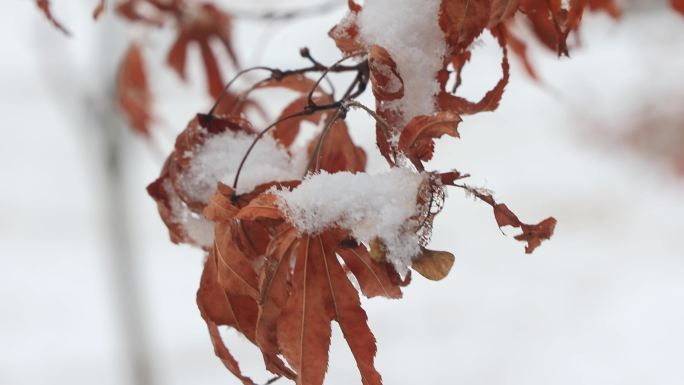 4K原创 雪天即景雪中的枫树