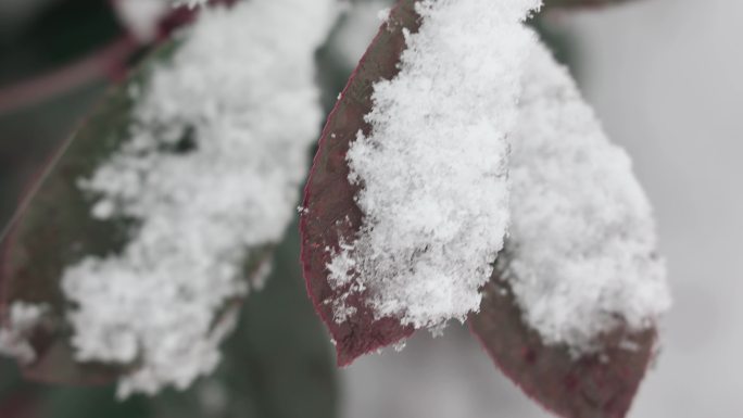 4K原创 雪天即景阔叶树