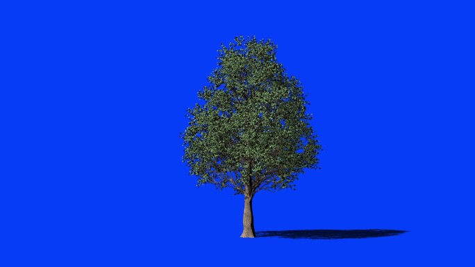 蓝屏上的桉树蓝背景生长素材抠像元素