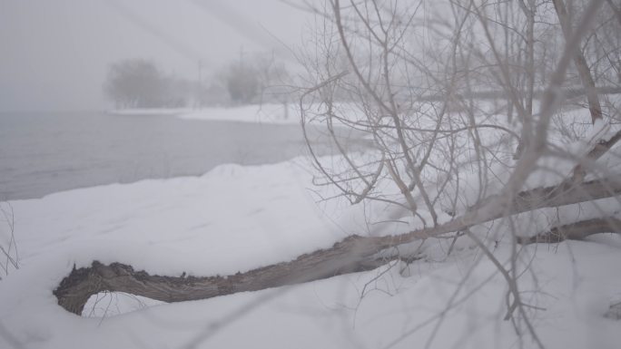 平移雪中水边枯树枝