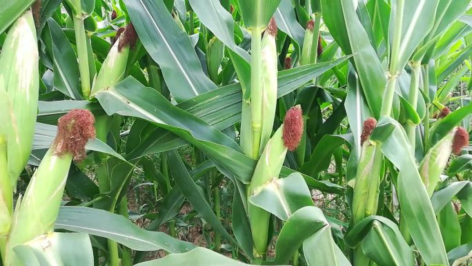 陕西农村秋季即将成熟的玉米