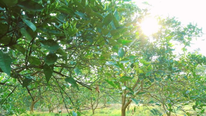 夏天绿色橙子树丨4K丨原创视频
