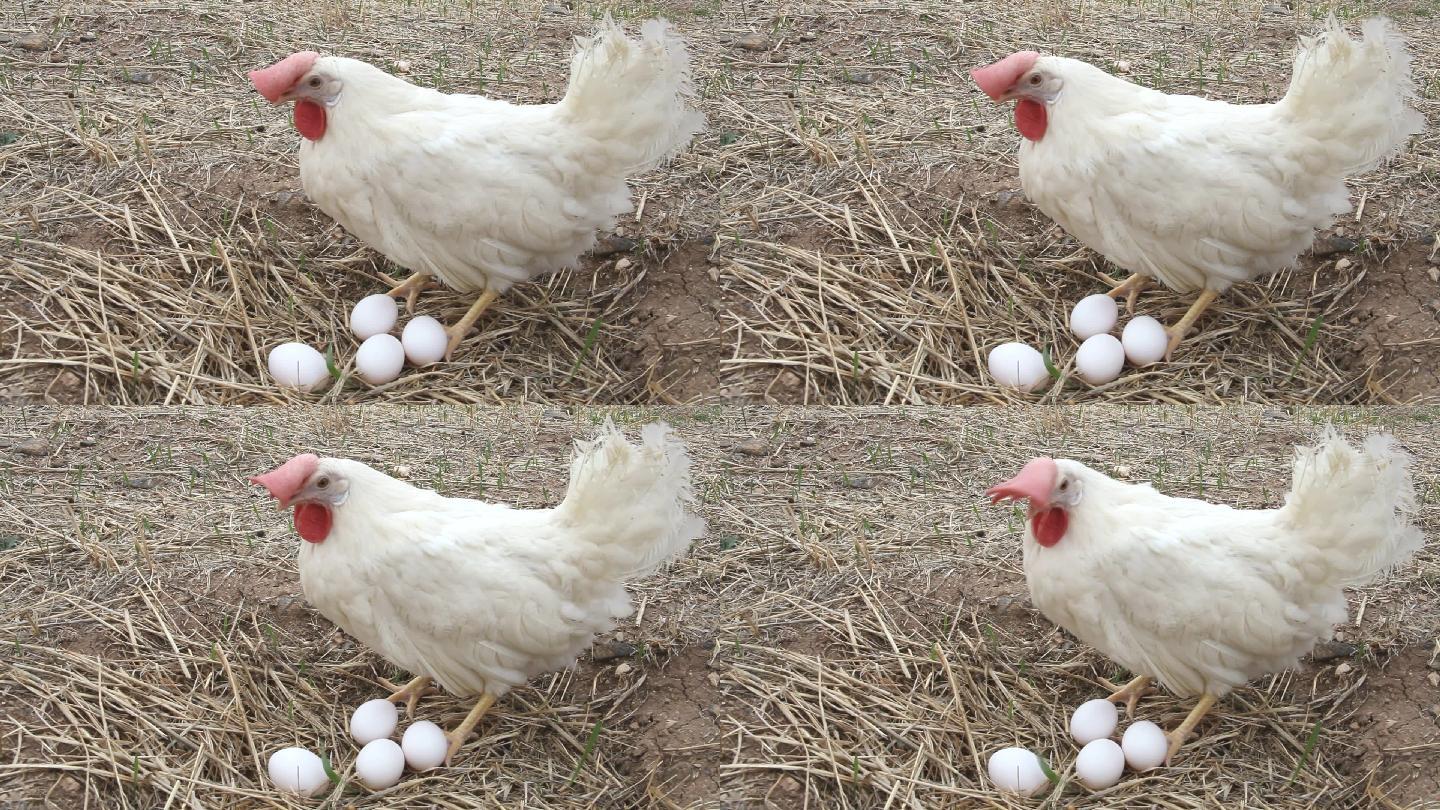 农场里的鸡和鸡蛋
