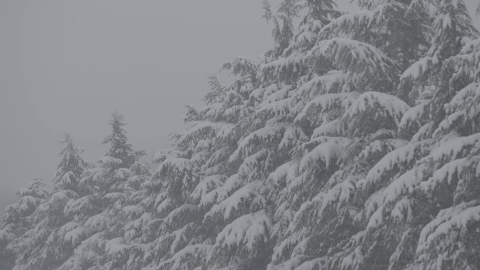冬日松树雪景空境
