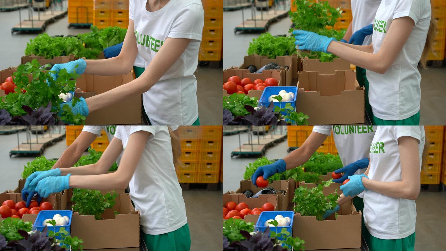 志愿者包装蔬菜农产品农作物绿色食品