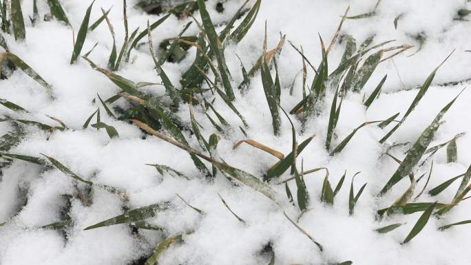 4K原创 雪天即景雪中的小麦苗