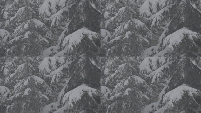 冬日松树雪景