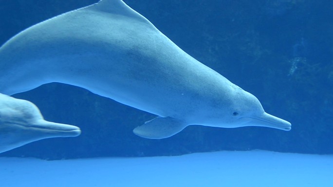 海洋中的海豚哺乳动物中华豚海色皮肤