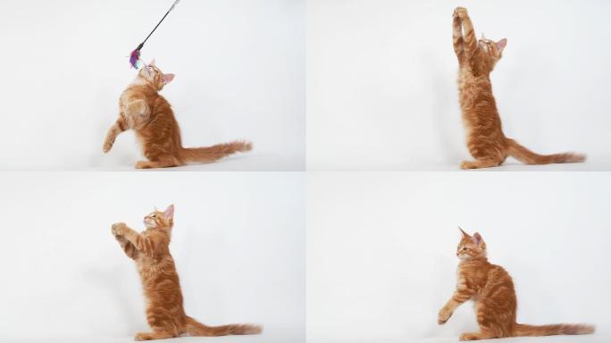 在白色背景下玩耍的小猫