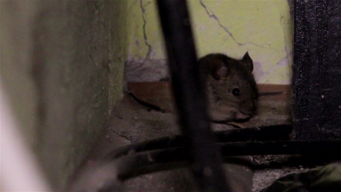 房子里的老鼠