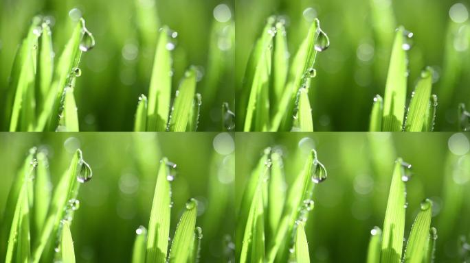 绿色的草上的水滴唯美阳光森林树叶逆光竹林