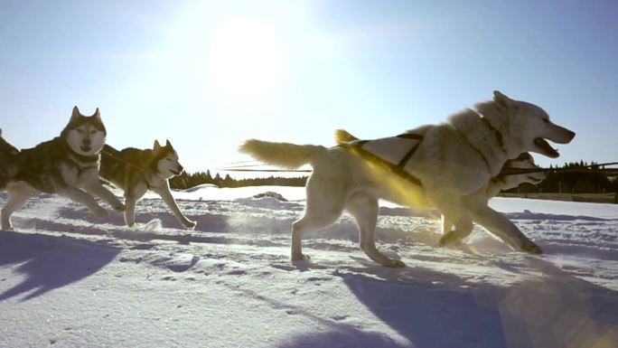 哈士奇拉雪橇哈士奇拍摄户外动物宣传广告高