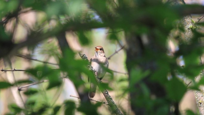 夜莺坐在灌木丛中唱着歌