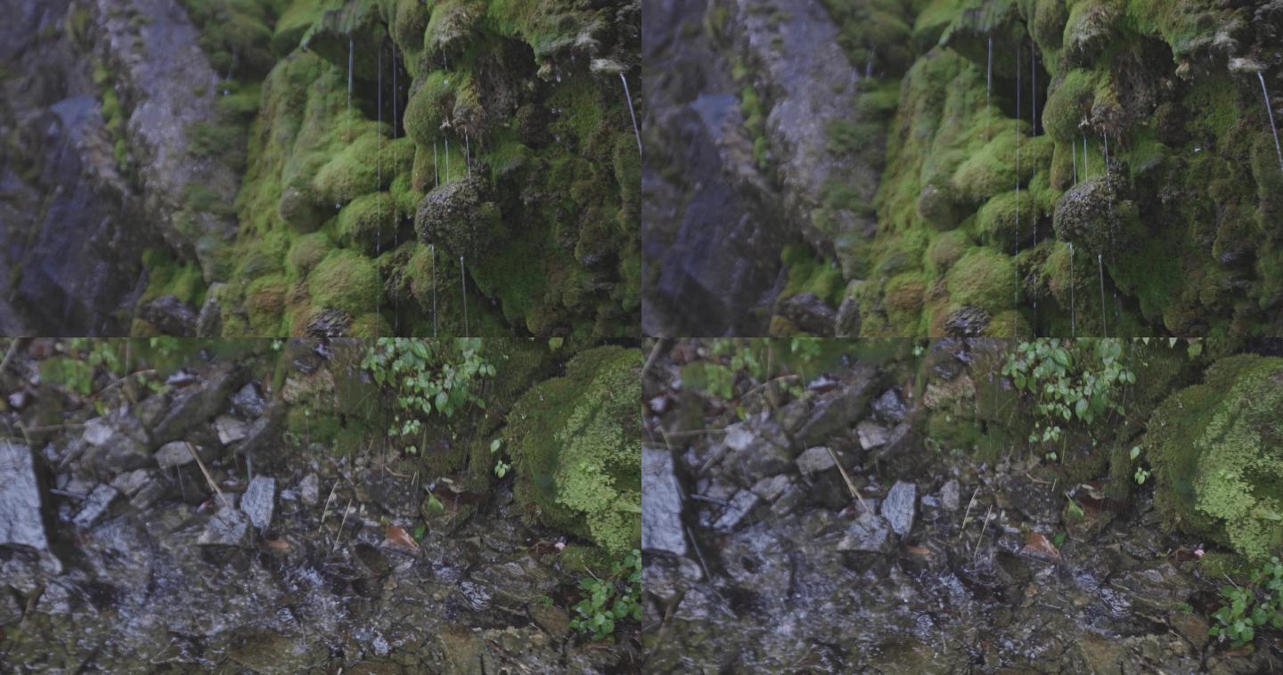 雨中的唯美森林美景