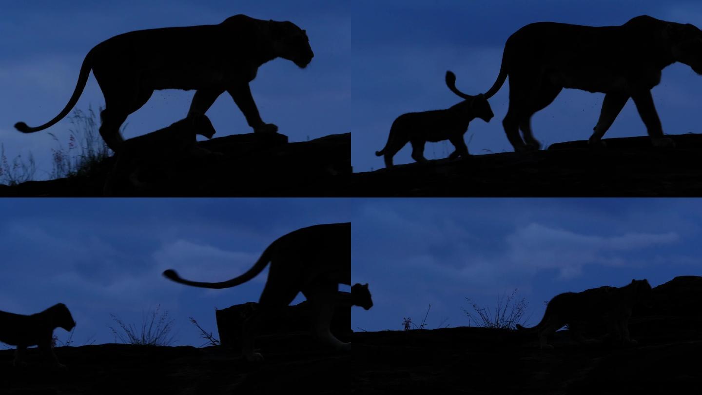 母狮和幼崽剪影野外凶猛夜晚