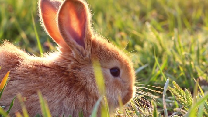 傍晚，一只毛茸茸的小兔子在绿色的草地上
