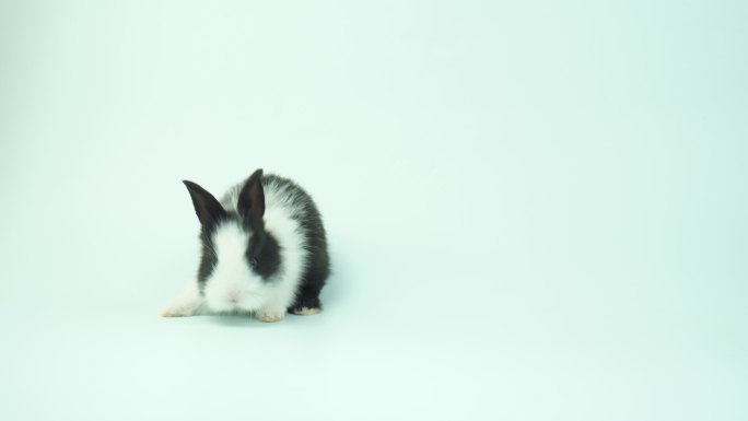 可爱的小兔子小灰兔可爱野兔实拍视频