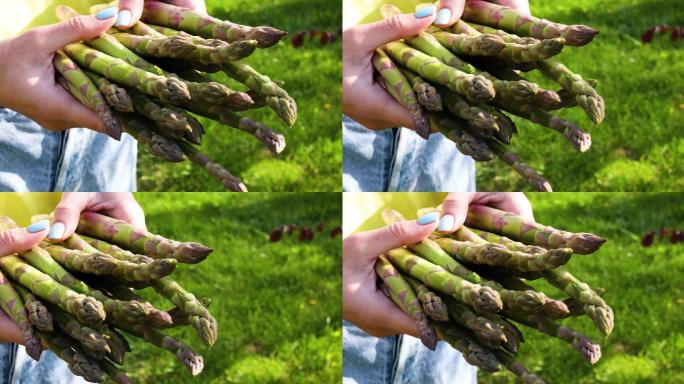 芦笋种植农业土地土壤丰收绿色有机蔬菜