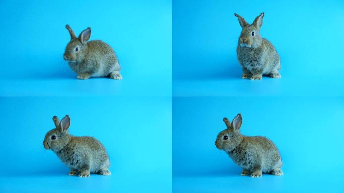 灰色可爱的兔子在蓝色屏幕背景上移动