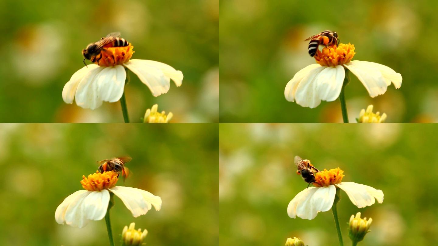田野里的花和蜜蜂唯美绿色自然植物鲜花特写