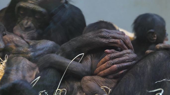 倭黑猩猩家族的特写镜头