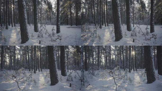 十二月松林中的冬天