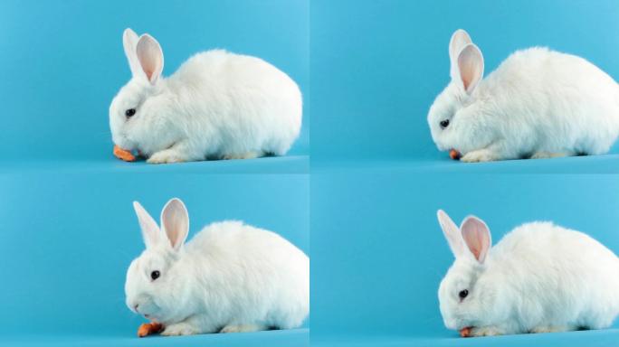 小白兔在蓝色背景下吃胡萝卜