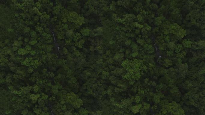 热带森林中的溪流宁静静谧俯拍航拍密林深处