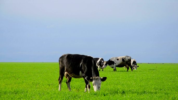 草地上的奶牛天然绿色奶业广告牛奶母牛