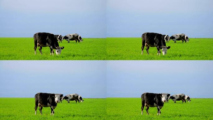 草地上的奶牛天然绿色奶业广告牛奶母牛