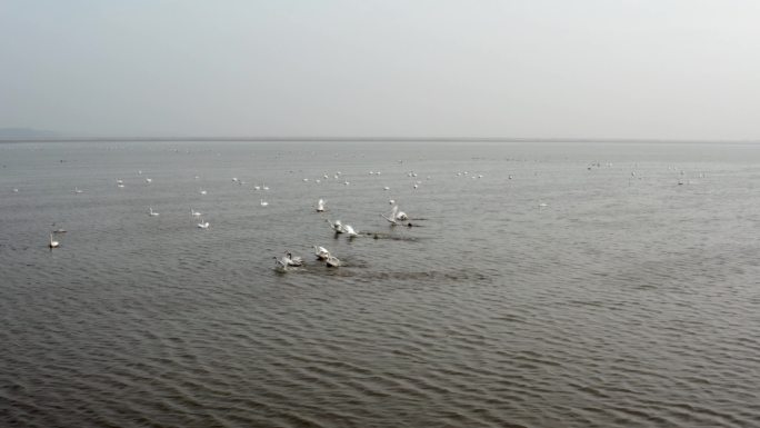 鄱阳湖航拍候鸟00001434