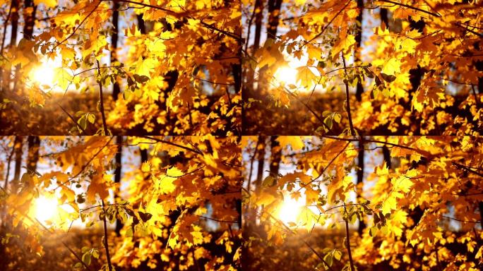 秋天的橡树在日落时落叶