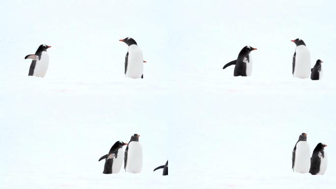 南极的企鹅极地风光动物可爱臃肿