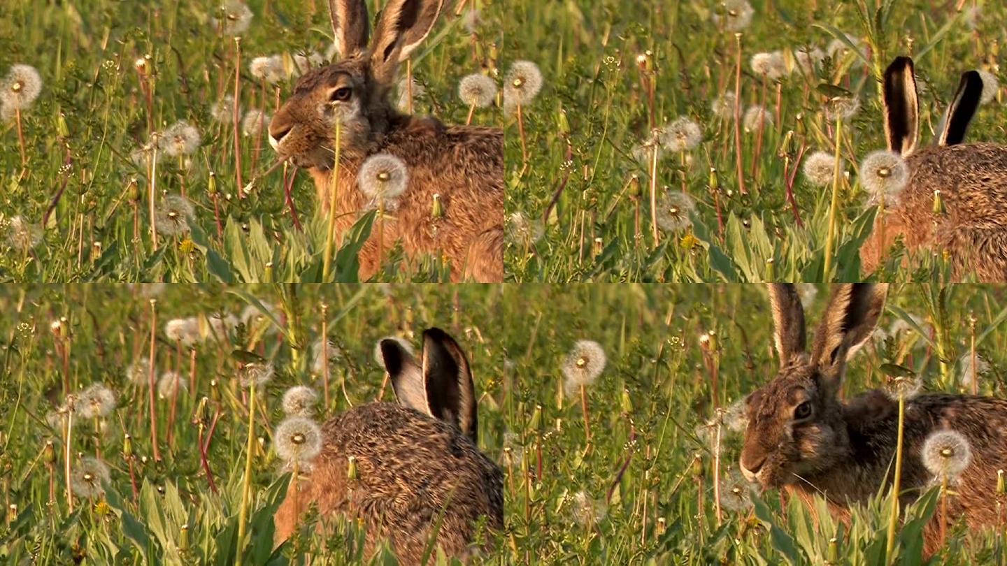 野兔兔子吃草可爱