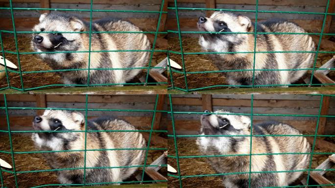 乌苏里浣熊狗被关在监狱里。