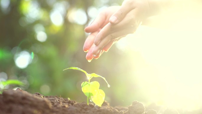 生长的幼树植树节呵护幼苗户外教育