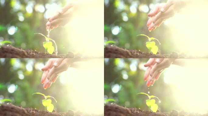 生长的幼树植树节呵护幼苗户外教育