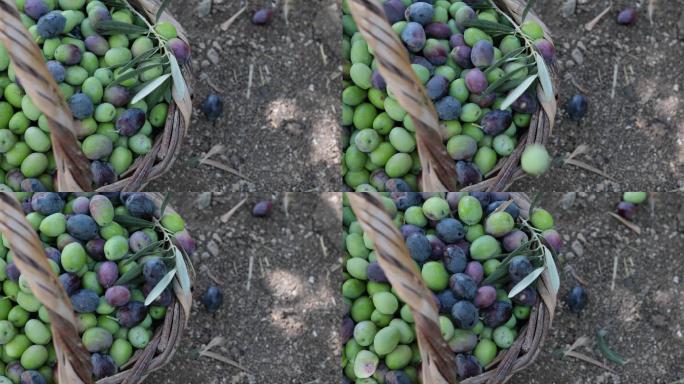 在花园里收获橄榄油水果