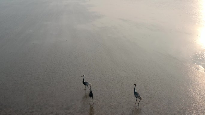 鄱阳湖航拍候鸟00000474