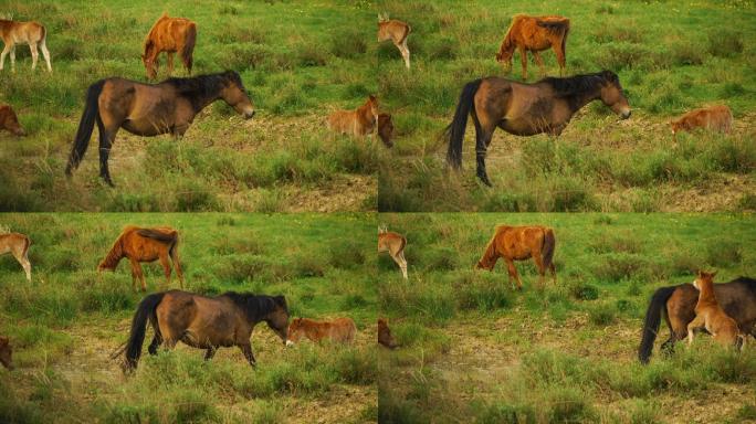 小马驹和它的妈妈在阳光明媚的草地上