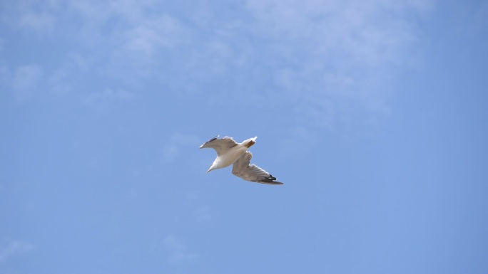 飞翔的海鸥飞鸟鸟类鸟儿展翅大海海洋
