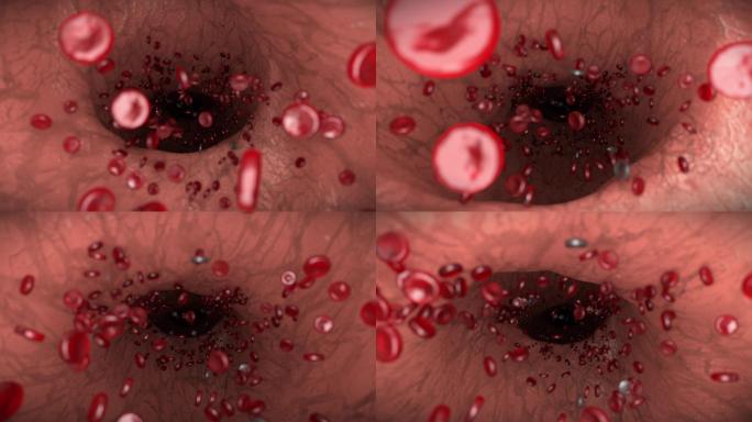 血细胞血管内壁动画3D血流三维血红细胞