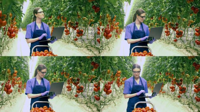 女人用笔记本电脑在温室里检查西红柿