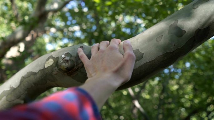 男人的手在森林里触碰树干