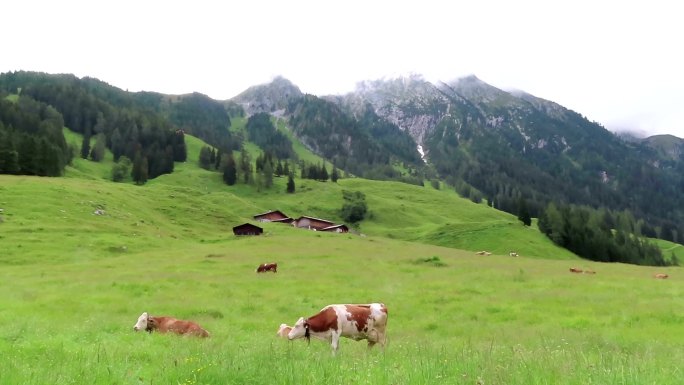 在草地上放牧奶牛天然自然绿色青草散养生态